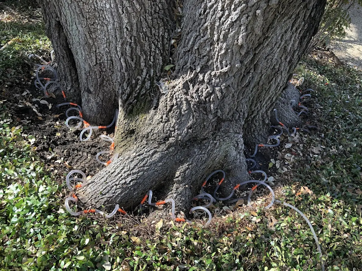 Detailed Tree Cabling and Bracing job site in Weedsport